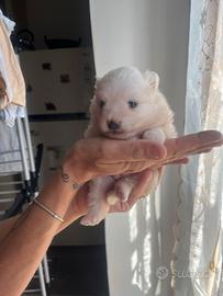 Cucciola volpino italiano