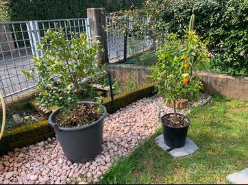 Sassi da giardino per bordure