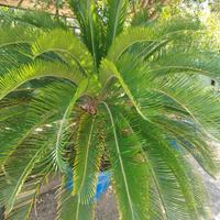 Cycas