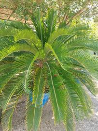 Cycas
