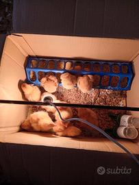 Pulcini di gallina