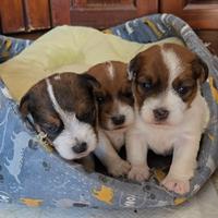 Cuccioli di Jack Russell Terrier broken e ruvido
