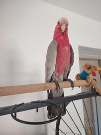 Pappagallo Cacatua rosa