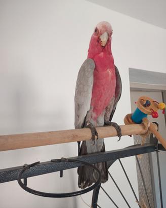 Pappagallo Cacatua rosa