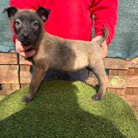 Pastore belga malinois