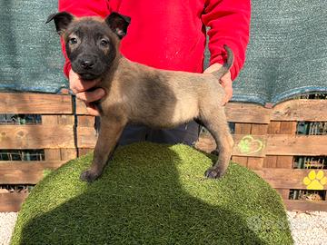 Pastore belga malinois