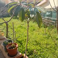 Pianta di NESPOLO