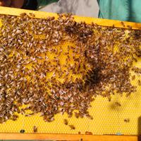 Inizia la stagione al meglio con Api Ligustiche