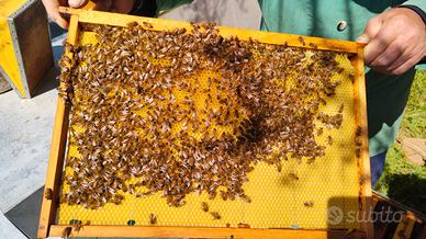 Inizia la stagione al meglio con Api Ligustiche