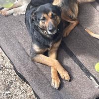 Cucciolo incrocio di pastore tedesco