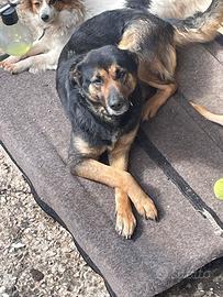 Cucciolo incrocio di pastore tedesco