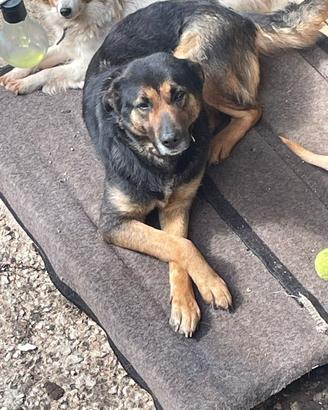 Cucciolo incrocio di pastore tedesco