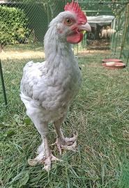 Pulcinotto/Gallo Marans Gallina