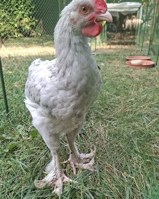 Pulcinotto/Gallo Marans Gallina