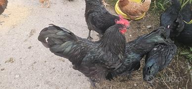 Gallo australorp