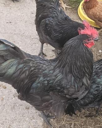 Gallo australorp