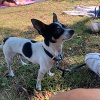 Pinscher toy femmina per monta