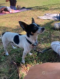 Pinscher toy femmina per monta