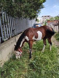 Cavallo
