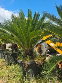 Cicas - Cycas 