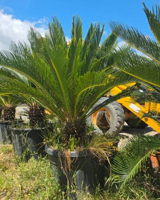 Cicas - Cycas 