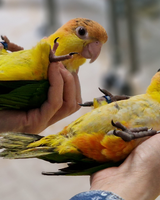 CAICCO inseparabili e altri allevati a mano