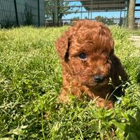 Cuccioli Red Barboncini nani e toy