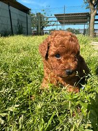 Cuccioli Red Barboncini nani e toy