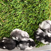 Criceti Nani "PANDA"