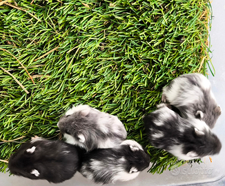 Criceti Nani "PANDA"