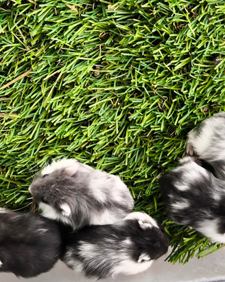 Criceti Nani "PANDA"