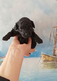 MALTIPOO femmina con test genetici- papà barboncin