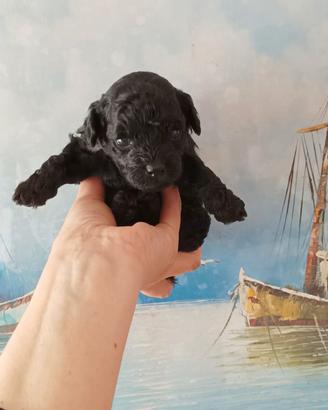 MALTIPOO femmina con test genetici- papà barboncin