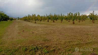 Terreno agricolo Sacile