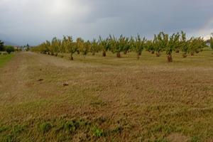 Terreno agricolo Sacile