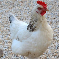 Galline