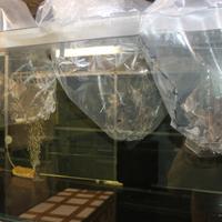 Altum Rio Orinoco breed