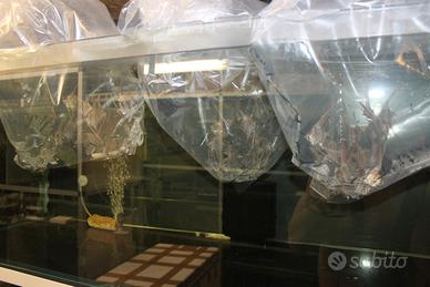 Altum Rio Orinoco breed