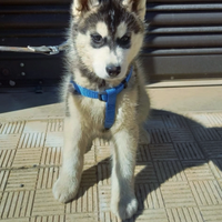Cuccioli Siberian Husky