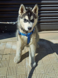 Cuccioli Siberian Husky