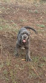 Cuccioli Mastino Napoletano 3 mesi