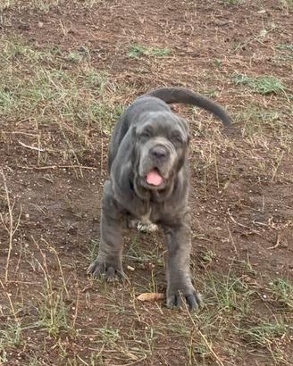 Cuccioli Mastino Napoletano 3 mesi