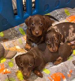 Cuccioli di bassotti Maschio e Femmina