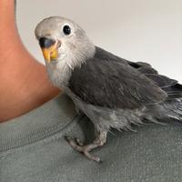 Inseparabili allevato a mano