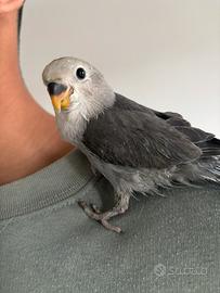 Inseparabili allevato a mano