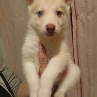 Cuccioli husky