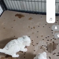 Cucciolo di maltese toy