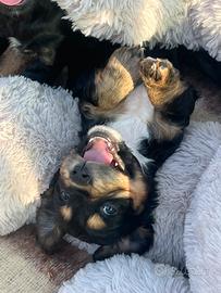 Cuccioli Cocker PEDIGREE ENCI