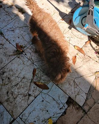 Cagnolini padre Lagotto