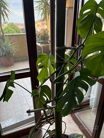 Supporti artigianali bamboo su misura per piante